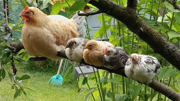 Eine Henne und vier Küken sitzen auf einem Ast