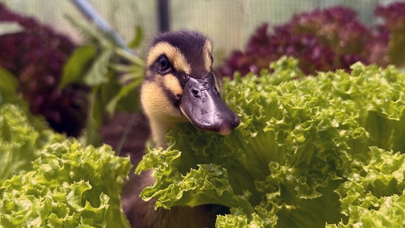 Eine Ente guckt aus einem Salat