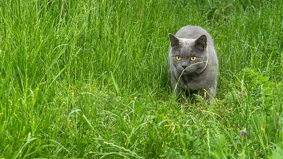 Eine Katze streift durch eine Wiese