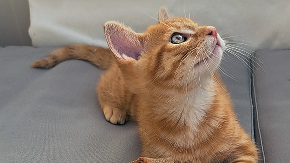 Eine Katze und eine Bartagame liegen nebebneinander in der Sonne