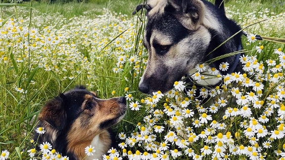 Zwei Hunde liegen in einer Blumenwiese