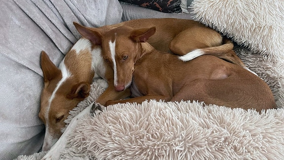 Zwei Hunde liegen aneinander gekuschelt auf einem Sofa