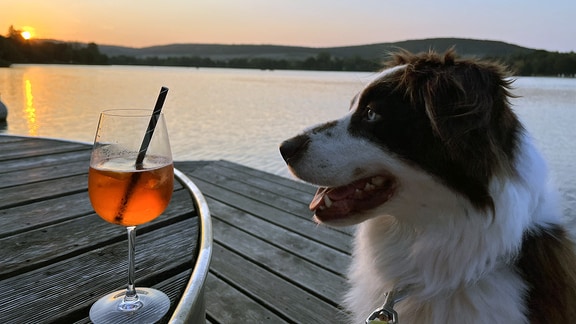 Ein Hund sitzt an einem Tisch am Seeufer vor einem Getränk