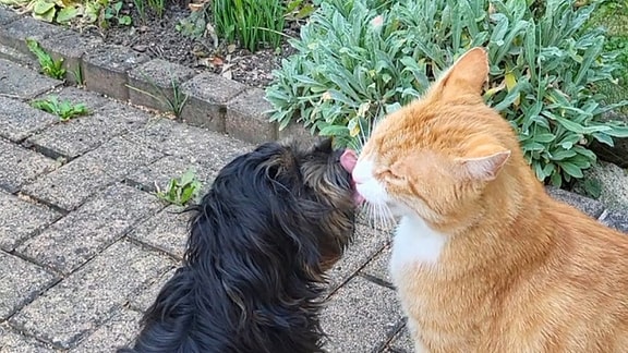 Ein Hund drückt seine Schnauze an die einer Katze