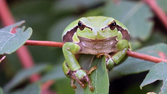 Ein Laubfrosch sitzt auf einem Ast und blickt in die Kamera