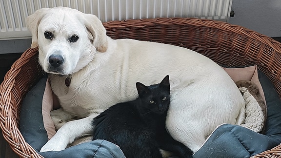 Eine schwarze Katze liegt mit einem weißen Hund im Hundekorb