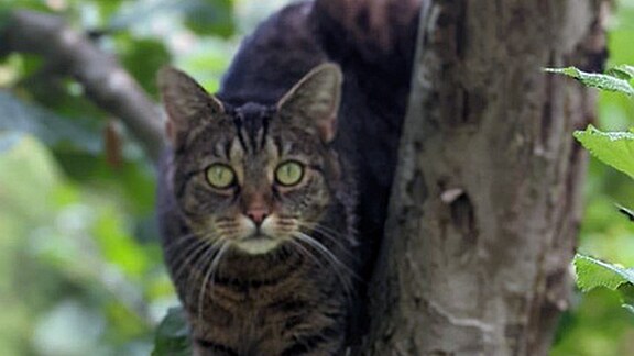 Katze im Baum