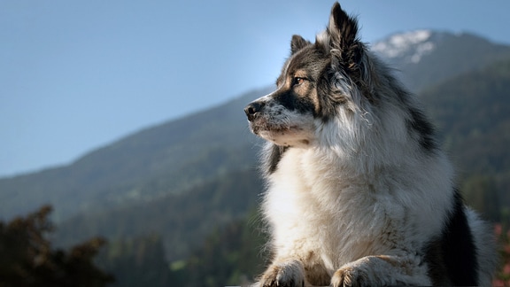 Ein Hund liegt vor einem Bergpanorama