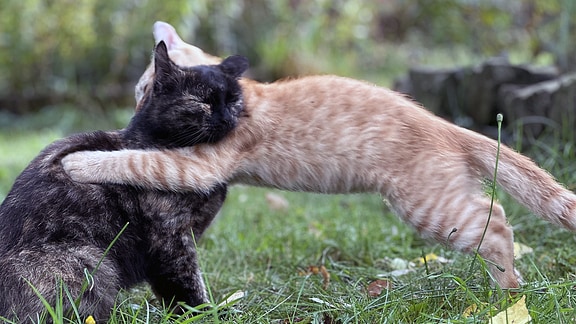 Eine kleine Katze umarmt eine größere Katze