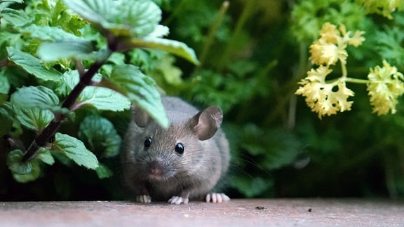 Kleine graue Maus sitzt zwischen Pflanzen