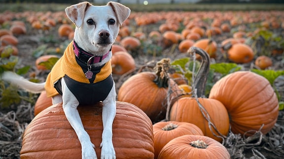 Ein Hund sitzt auf einem großen Kürbis