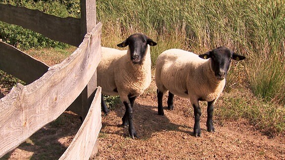 Zwei Schafe