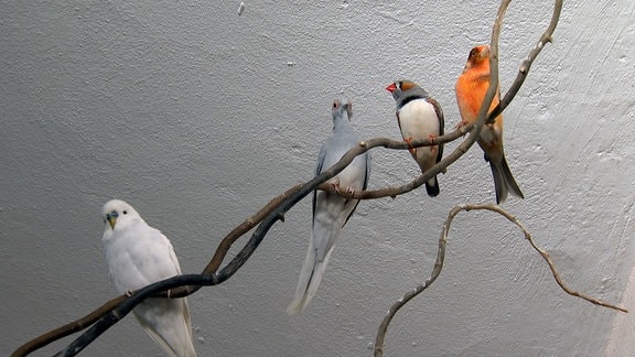 Diverse Vögel sitzen auf einem Ast.