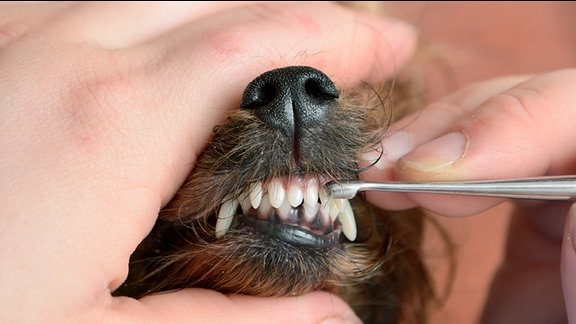 Hund beim Zahnarzt