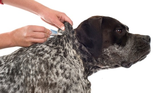Eine Tube wird an das Fell eines Hundes gehalten