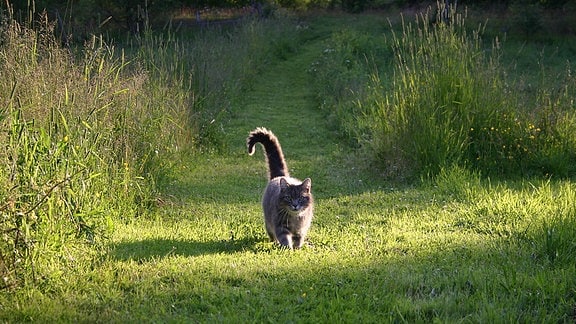 Katze auf einem Feldweg