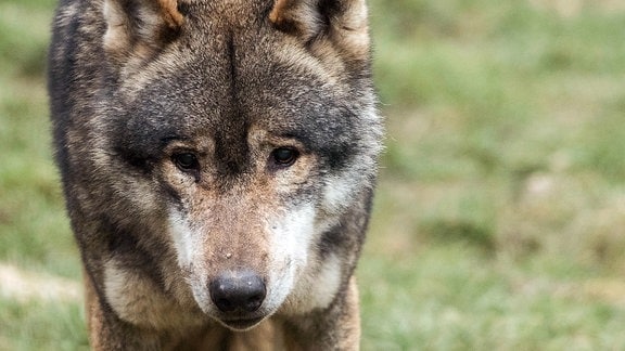 In Deutschland ist der Wolf streng geschützt. Trotzdem gibt es immer wieder gezielte Tötungen der Tiere