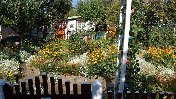 üppige Blumenpracht in einem Kleingarten, schwarzäuguge Susanne, Steinkraut und Studentenblumen, im Hintergrund eine Holzlaube