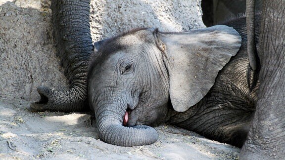 Ein schlafendes Elefanten-Baby
