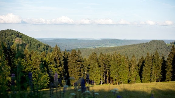 Panorama des Wald-Reviers Oberhof. 