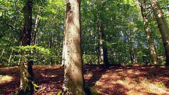 Der Nationalpark Hainich in Thüringen ist einer der letzten Buchenurwälder Europas.