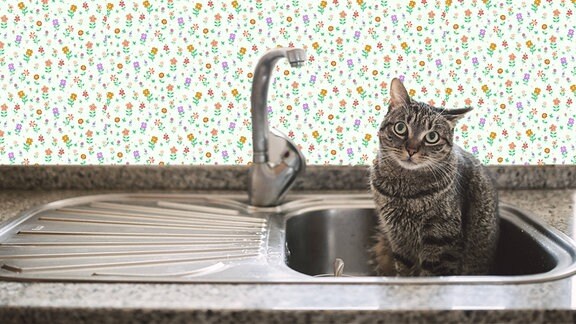 Eine Katze sitzt in der Spüle neben dem Wasserhahn