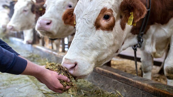 Kühe im Kuhstall, eine Hand reicht Futter