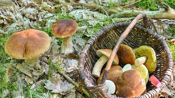 Zwei Steinpilze wachsen in einem Wald im Oder-Spree Kreis im östlichen Brandenburg und daneben steht ein Korb mit bereits gesammelten Steinpilzen.