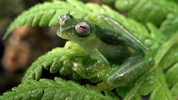 Ein Glasfrosch im Bergregenwald Ecuadors. Mit 1.155 verschiedenen Arten beherbergen die Tropischen Anden die bei weitem größte Amphibiendiversität der Welt. 1.088 Arten davon sind Frösche.