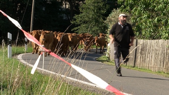 Immer wieder auch ein sportliches Ereignis, wenn Frank Schumann seine Rinder quer durch Grumbach, ein kleines Dorf im Zwickauer Land, treibt: Von einer Weide auf die nächste und dafür vornweg sprintet.
