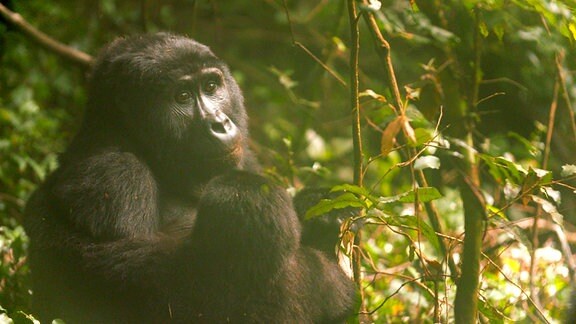 Eine Berggorilla Mutter mit ihrem Jungen im Bwindi-Wald in Uganda