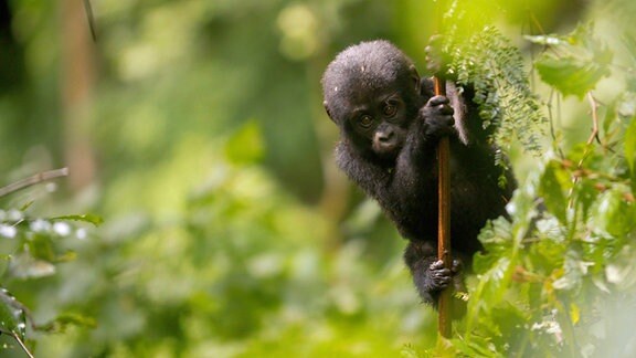 Junger Berggorilla im Bwindi-Wald in Uganda