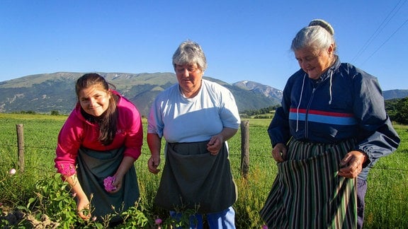 Katia, Lilyana Pumpalova und Christina Staliova - die drei Frauen aus drei Generationen haben ihr eigenes Rosenfeld angepflanzt und ernten dieses Jahr zum ersten Mal.