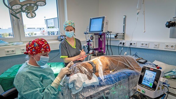 Fachzentrum für Kleintiermedizin in Chemnitz: Fachzentrumsleiterin Theresa Eulitz OP bei Augen-OP eines Hundes
