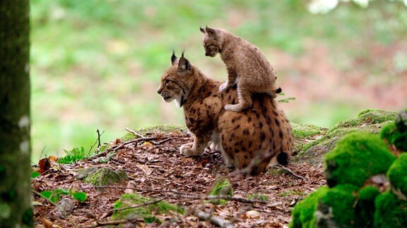 Die größte Wildkatze Europas, der Luchs, hat im Böhmerwald wieder ein Zuhause gefunden