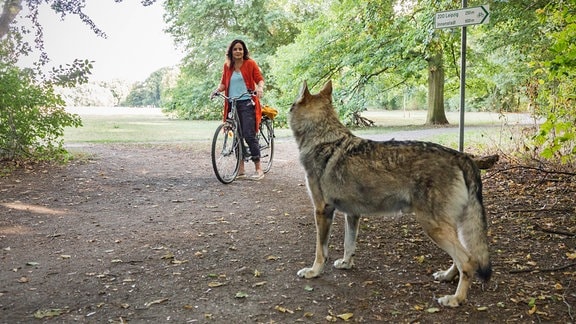 Auf dem Weg zur Arbeit steht der Wolf plötzlich vor Tierärztin Susanne Mertens (Elisabeth Lanz). Susanne ist nicht ganz sicher, ob es ein Wolf ist, weil die sich eigentlich nicht so nah an eine Stadt herantrauen.