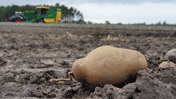 Auf einer Fläche von 90 Hektar hat Landwirt Jens Köpke dieses Jahr Kartoffeln angebaut. Jetzt wird gerodet. Die Kartoffeln gehen als Speisekartoffeln in den Handel oder werden zu Stärke verarbeitet . Der sandige Boden passt ganz gut. Nur ums Bewässern kommt der Bauer nicht herum.