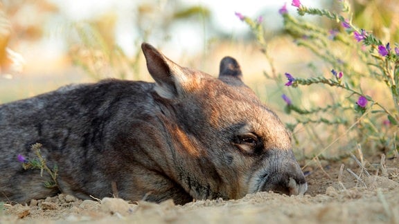 Wombats können nicht schwitzen – wenn sie sich beim Graben sehr anstrengen, müssen sie pausieren, um nicht zu überhitzen.