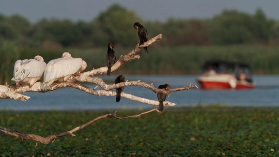 Das Donaudelta - Die Rückkehr der Touristen