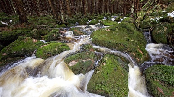 Ein Bach fließt in hoher Geschwindigkeit durch einen Wald. Bemoosten Felsen im Bachbett lassen dabei kleine Wasserfälle entstehen.