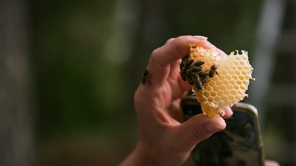 Eiine Hand, die eine Bienenwabe mit Bienen hochhält.