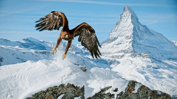 Ein Adler fliegt über eine felsige Gebirgslandschaft.