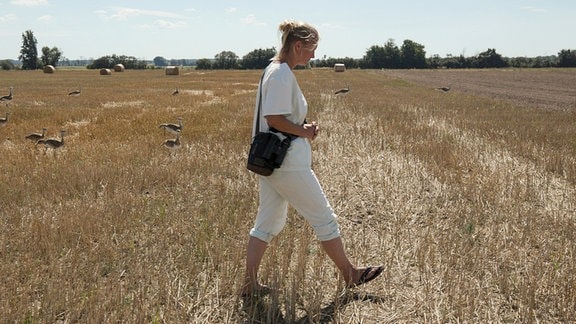 Eine Frau läuft auf einem Feld, auf welchem junge Großtrappen sitzen 