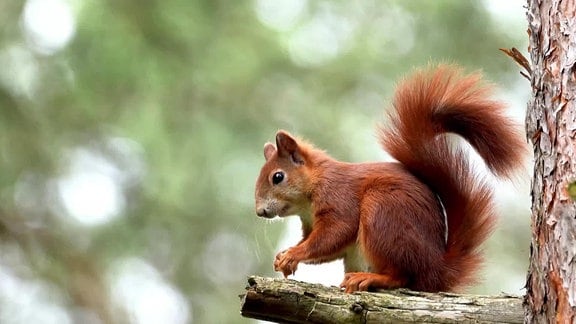 Eichhörnchen auf einem Zweig