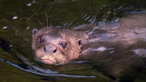 Ein Riesenotter.