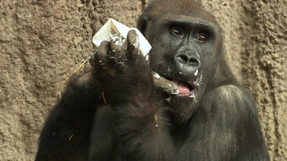 Ein Gorilla isst Quark.