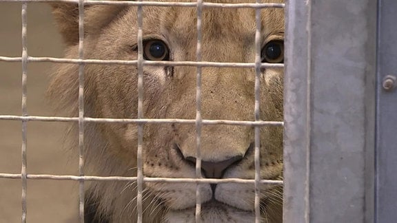 Ein Löwe hinter Gittern.