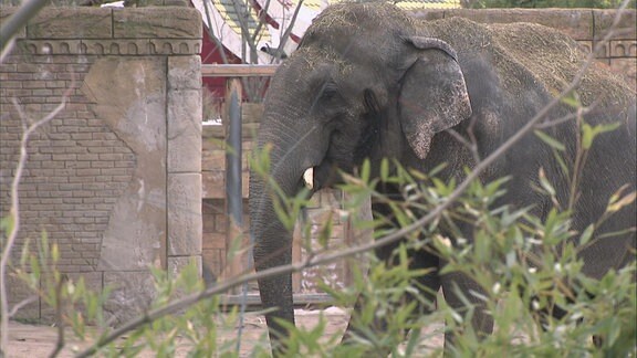 Elefantenbulle Naing Thein.
