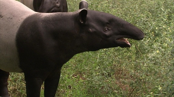 Ein Tapir.