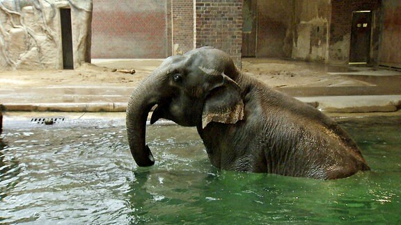 Ein Elefant badet.